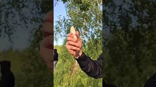 Тишина, природа и момент поклёвки — рыбалка, как она есть#рыбалка #атмосфера #природа #поклёвка