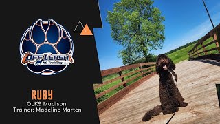 1 Y/O Sheepadoodle 'Ruby' | Taming the Jumping Queen | Madison Dog Trainers