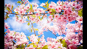 القارئ : عبدالباسط عبدالصمد | المصحف المجود | سورة السجدة | 032 | 1080p HD