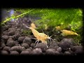 Adding Caridina Shrimp to my 3 Gallon tank