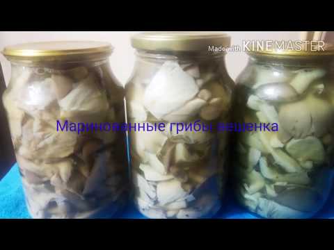 Маринованные грибы вешенки на зиму./ съедобные грибы./ маринованные грибы на зиму.