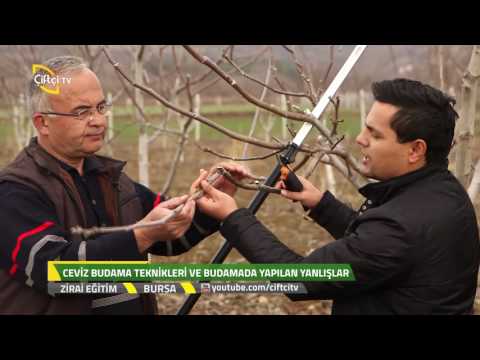 Zirai eğitim-Ceviz Budama