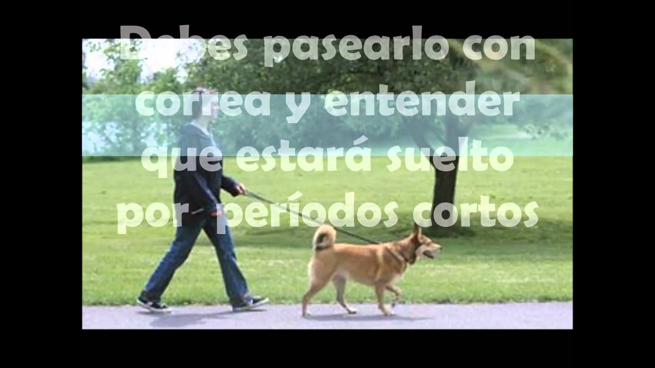 Cómo entrenar perros camera iphone 8 plus apk