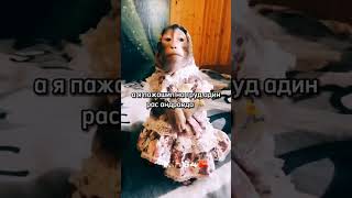 Андроед📱 #shortvideo #shorts #tiktok #а4лох #путін #обезьяна #бибизяны #бибизяна #обезьяна #монке