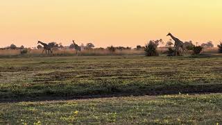 IMG 3242