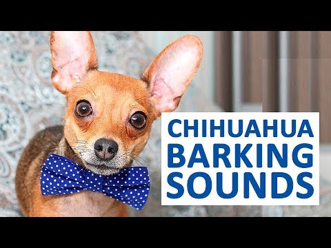 stop chihuahua barking