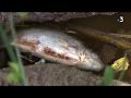 La mortalité importante des poissons dans un étang de Haute-Saône inquiète