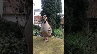 Шикори Кабк Keklik avi Охота на куропаток Partridge hunting Kabk shikar شکار کبک  Keklik Sesi Birds