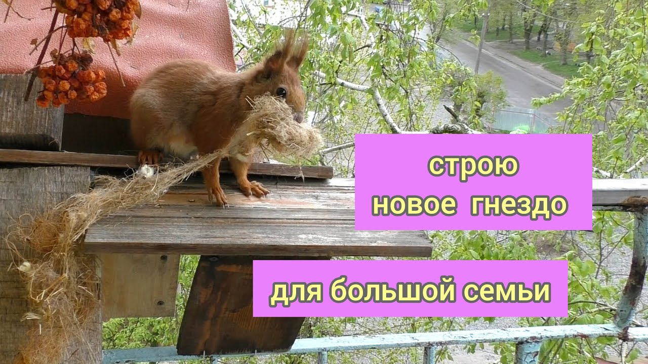 Белка строит гнездо для бельчат - YouTube