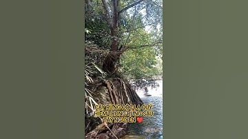 CÂY RỪNG ĐỘC LẠ QUÝ HIẾM TRÊN TÂY NGUYÊN HÙNG VĨ VIỆT NAM