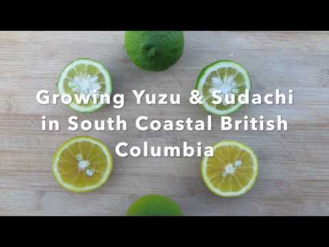 Video: ¿Puedes cultivar yuzu en Inglaterra?