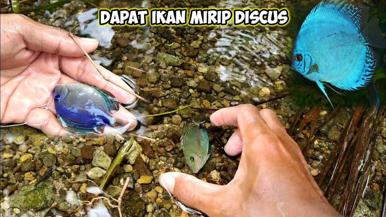 nemu ikan mirip discus biru setelah sungai kering