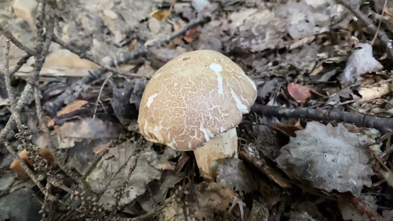 Boletus reticulatus (Boletus aestivalis) October 8, 2023