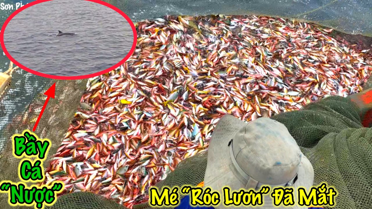 Lưới Kèo 13 | Đụng Mẻ Cá “Róc Lươn” Cực Đẹp Mắt | Lần Đầu Gặp Bầy Cá ...