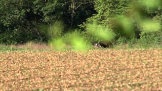 Famous Turkey Tips with Will Primos - For the Love of Hunting Net Worth