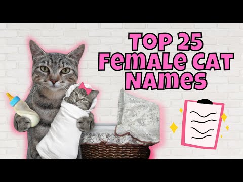 Video: The most popular and unusual nicknames for cats and cats