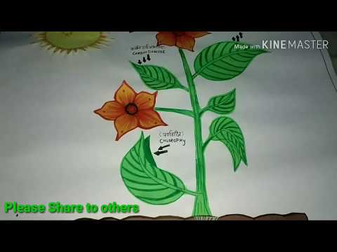 Make A Chart On Photosynthesis