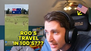 American reacts to THIS MONTH'S TOP KANGAROO VIDEOS [3]