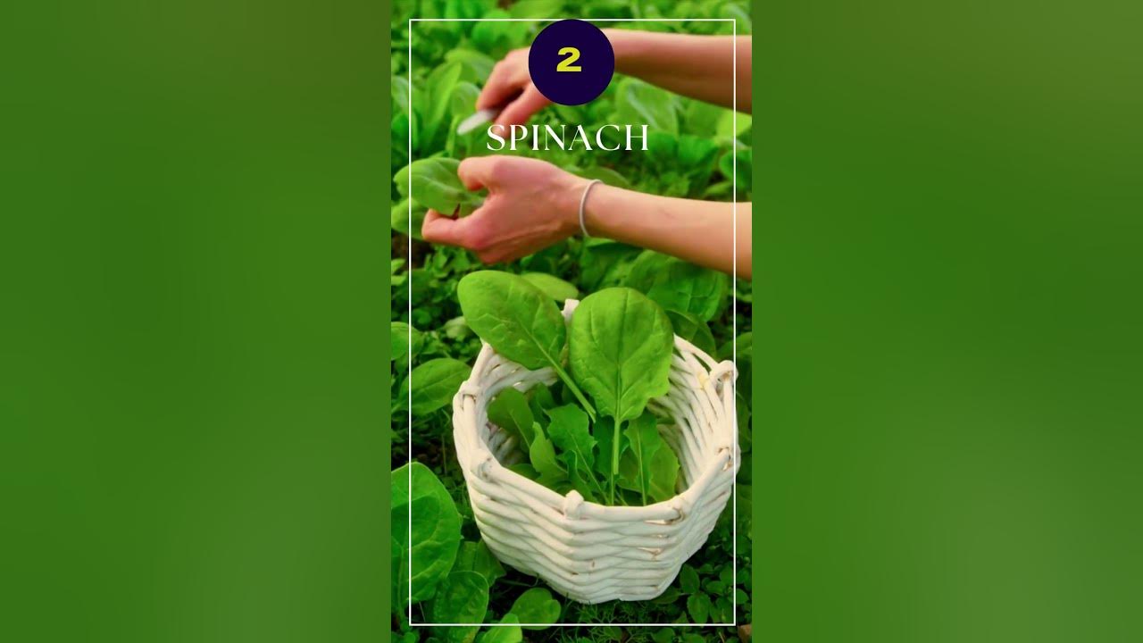 6-superfoods-for-weight-loss-and-health-youtube