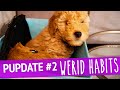 DOG FAILS | PUPDATE #2