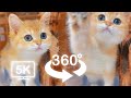 Cute baby cats playing around you part 2  vr 360 cat  4k  virtual reality