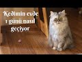 Ev kedisi Lola'nın 1 günü nasıl geçiyor dersiniz? Vlog, hadi seyredin!