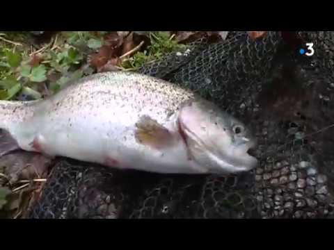 peche truite somme