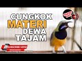 #1 🔴Masteran Juwara Cucak Cungkok Gacor Tembakan Pedas Paling VIRAL 2023❗️