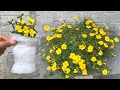 Propagation of  Portulaca oleracea flower in a glass of water |  Garden purslane