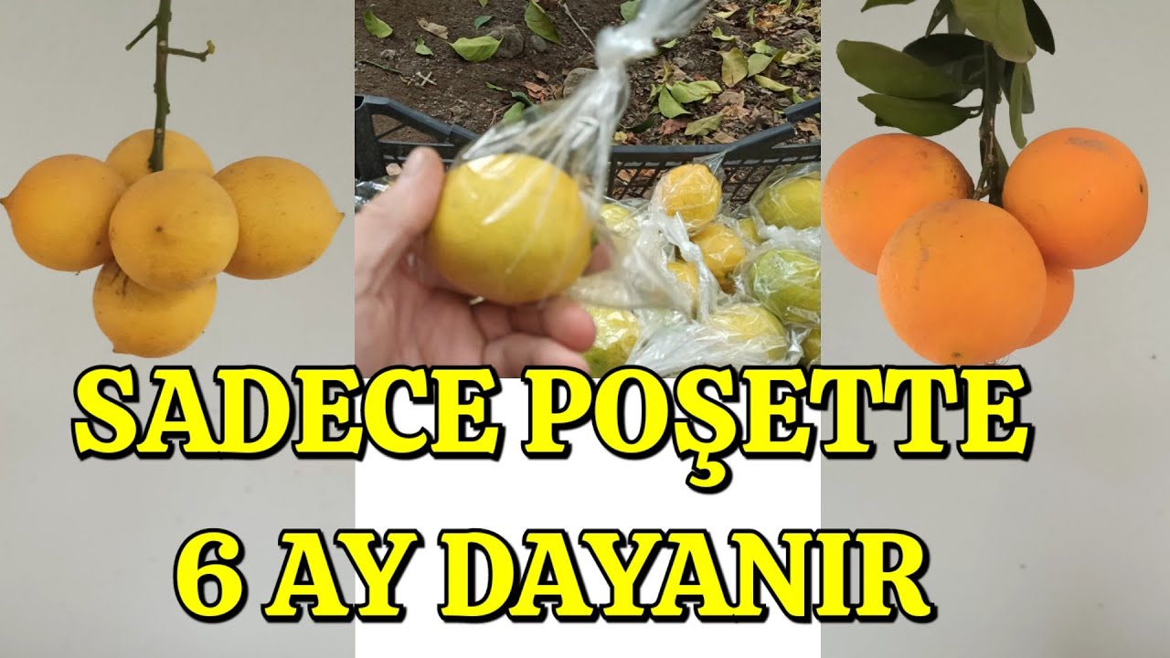 Limon ve Portakal Çürümeden Altı Ay Böyle Saklanır
