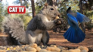 CAT TV | Fluffy Squirrels and Beautiful Birds  | Nature Videos For Cats to Watch  | Dog TV