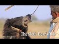 Dancing Sloth Bears - The Real Jungle Book Bear, India