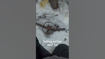 How to Make Wolf Set #alaska #trapping #shorts