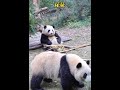 花花以为自己叫果赖