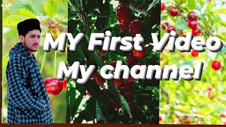My First Video My channel  Kashmir. cherry 🍒  tree 🌲