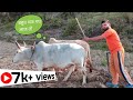 Pahadi lifestyle        plow farming by ox mrpahadhi 