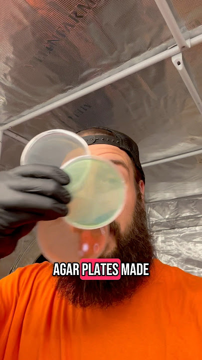Download lagu Agar plates made easy part 1 😁🍄#diy #mushroomcultivation #mycology #agar #mushroomgrowing #fungi