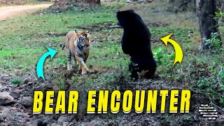 Sloth Bear Stands Its Ground and Charges at a Tiger by ViralSnare Rights Management 7,388 views 4 days ago 17 seconds