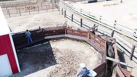 NARC FD “Low-Stress Cattle Handling” Grayson Briney