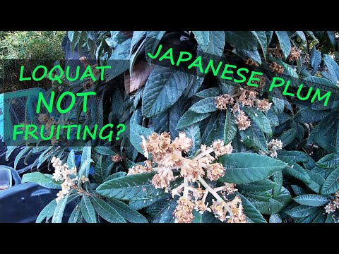 Wideo: Loquat nie kwitnie – powody, dla których nie kwitnie drzewo Loquat