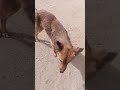 URGENT: German Shepherd Suffering From Paralysis Needs Critical Care To Have A Chanc...[STORY BELOW]