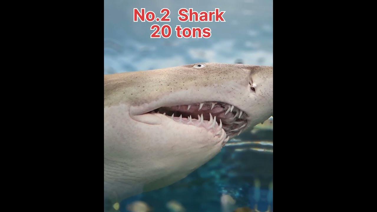 Top 5 Heaviest Animal In The World YouTube top-5-heaviest-animal-in-the-world-youtube
