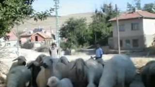 Yozgat Kozan Köyü,,Hamza Sahin Katkilariyla Kozanimi Özledim Resimi