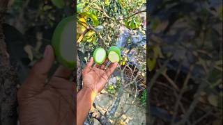 status of mangoes || #shorts #shortvideo #rupamyt0.2 #experient