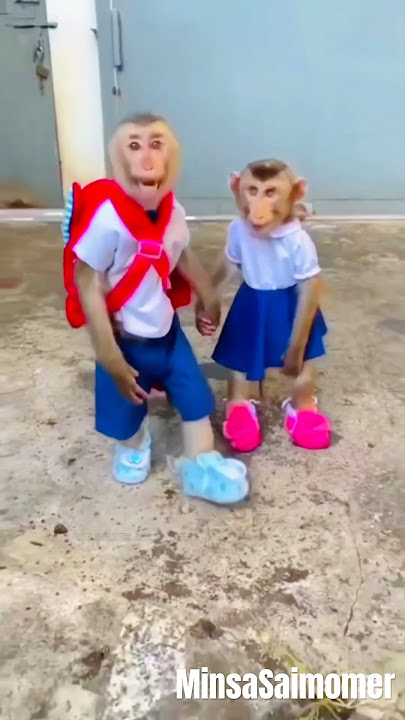 monkey  or saim school chale gye #animals #comedy #shorts #short #viralvideo #monkey