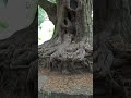 ASMR WHISPERING Look at this ✨ Magical Tree ✨ :) #asmr #mouthwhisper #whispering #nature #relax