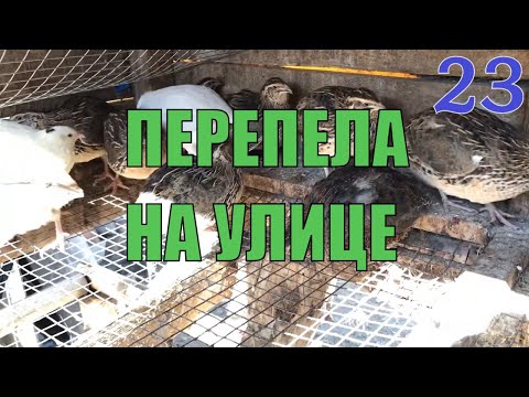 Пересадка перепел на уличное содержание. Уличное содержание перепел / дневник птицевода 23