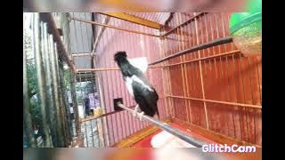 Jalak suren Isian Tembakan kasar