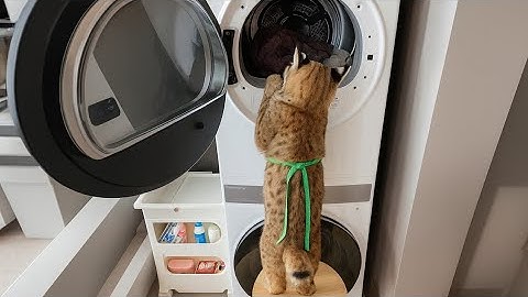 I Live With The Most HARD WORKING BOBCAT in The World- TRY NOT TO SMILE at Her Goofy Antics! 