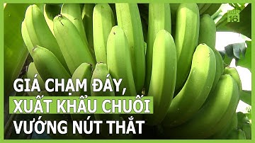 Giá chạm đáy và nút thắt trong xuất khẩu chuối của Việt Nam | VTC16